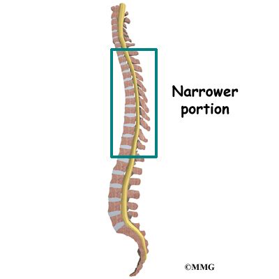 Thoracic Spine Anatomy - eOrthopod.com