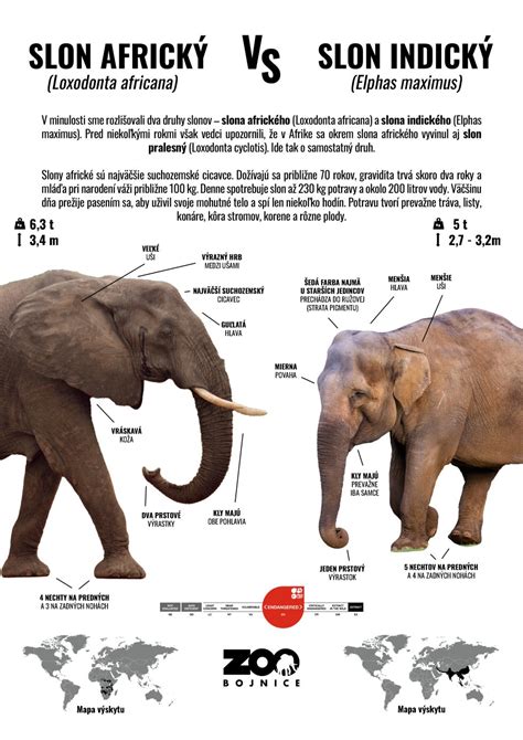 INFOGRAFIKA Rozdiel medzi slonom africkým a indickým Národná zoo Bojnice