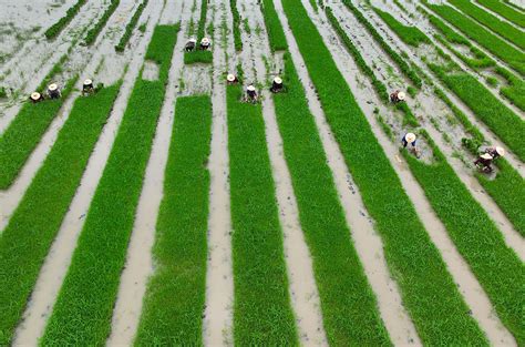 Perennial Rice Saves Time And Money But Comes With Risks Science