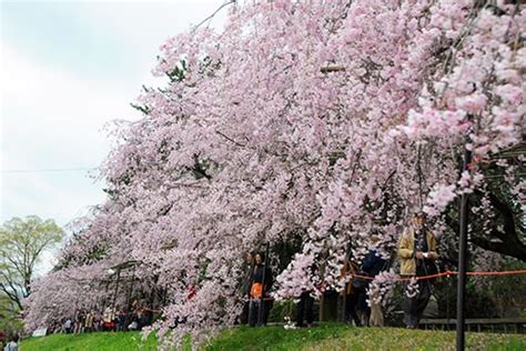 KYOTO - 5 địa điểm ngắm hoa anh đào đẹp nhất năm 2020 - WOM JAPAN