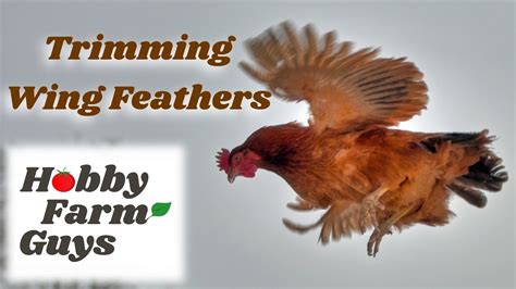 Clipping Wing Feathers On Chickens And Other Poultry Youtube