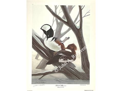 Hooded Mergansers John A Ruthven Master Of Wildlife Art