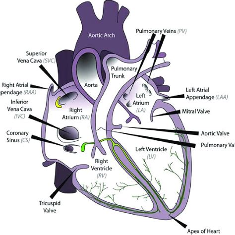 Ablation Procedure Of The Pulmonary Vein Schematic Representation