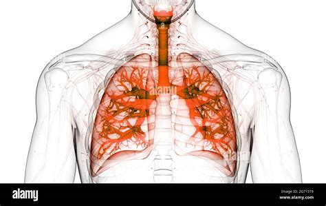 Sistema Respiratorio Humano Pulmones Anatom A Fotograf A De Stock Alamy