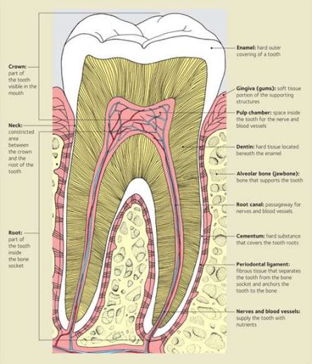 Histologi Gigi Dan Jaringan Periodontal