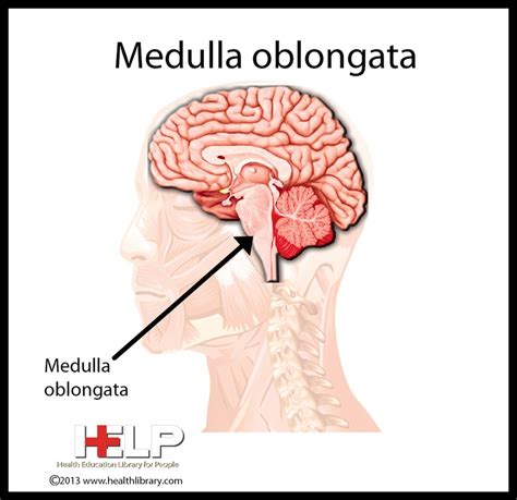 9 best Medulla Oblongata images on Pinterest | Nervous system ...