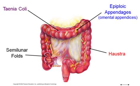 Epiploic Appendages