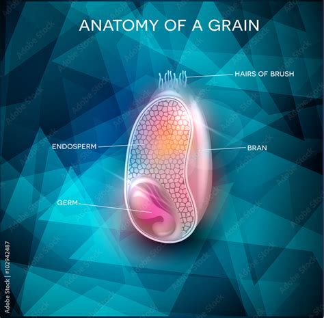 Grain anatomy on a beautiful background Stock Vector | Adobe Stock