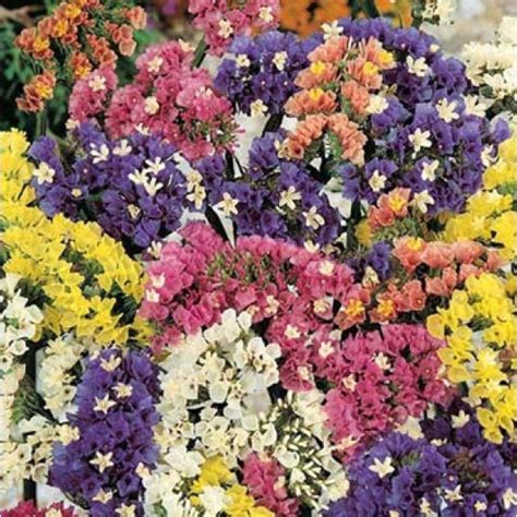 Цветок статица: фото, описание, размножение и уход - Sadovnikam.ru