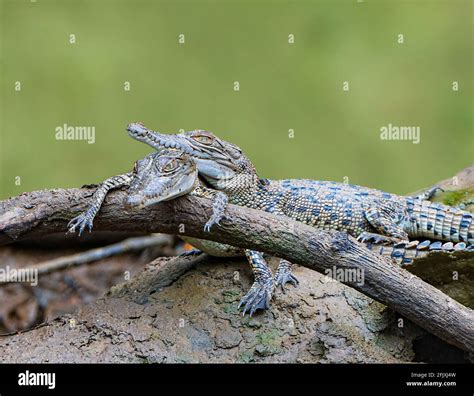 Two Babies Saltwater Crocodiles Crocodylus Porosus Sunning Themselves