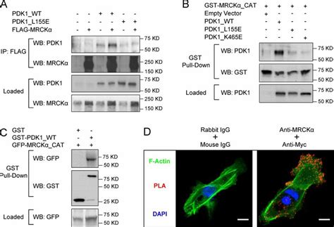 PDK1 interacts with MRCKα through the PIF-binding pocket. (A) HeLa ... 