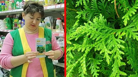 Защита хвойных растений от болезней