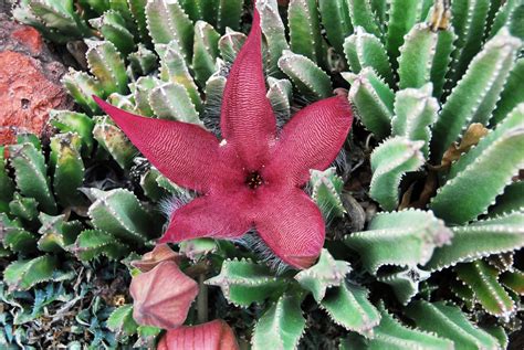 Starfish Flower Cactus: Tips For Growing Starfish Flowers Indoors