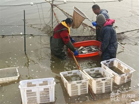 射阳：“水上春耕”忙 市场“钱”景好我苏网