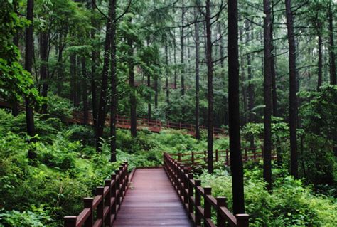 National Center For Forest Therapy Visitkorea