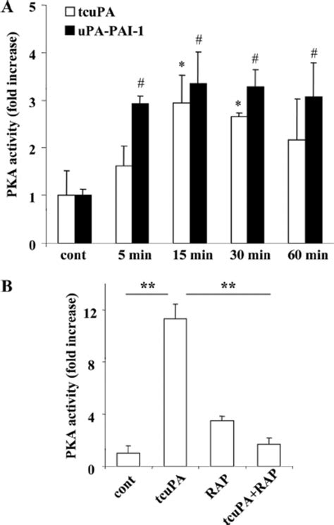 A , LRP and PKA inhibitors block uPA-PAI-1-induced PMVEC permeability ...