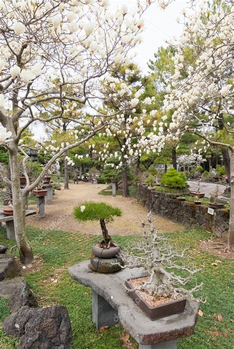 Bonsai Tree On White Magnolia Background At Hallim Park Of Jeju Stock