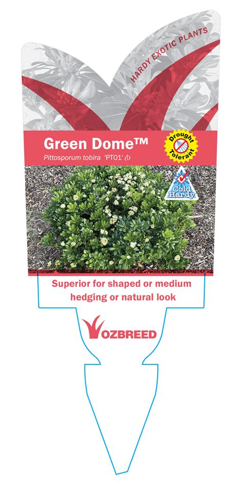 Green Dome™ Pittosporum tobira