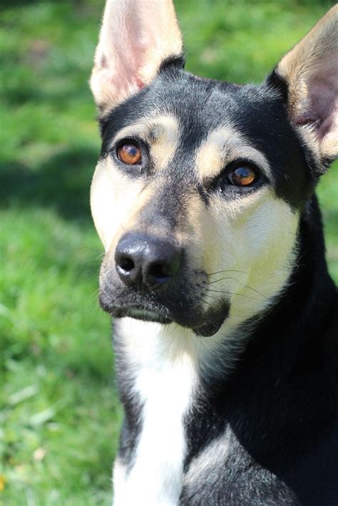 German Shepherd Beagle Mix Kinda Looks Like A Kelpie So Beautiful