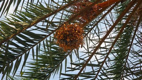 Bunch Of Dates Fruit Is Hanging On The Dates Tree Stock Image Image