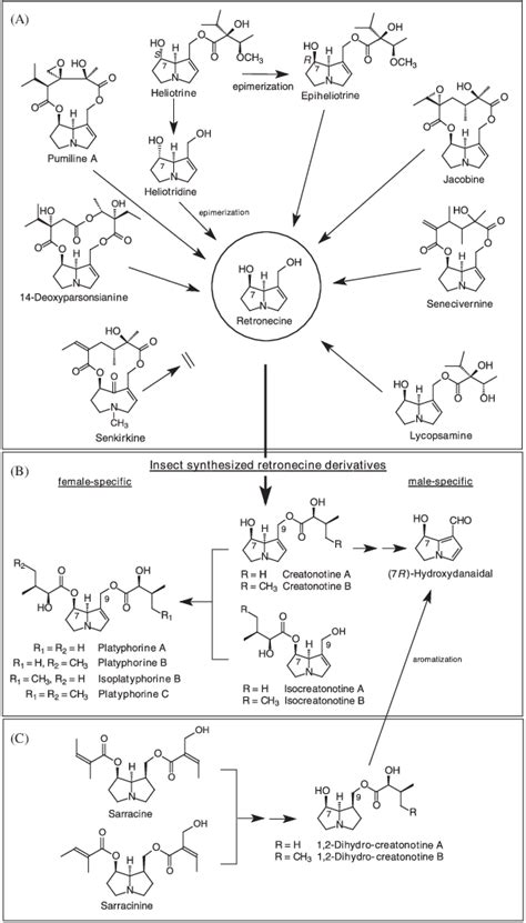 Metabolism Of Plant Acquired Pyrrolizidine Alkaloids By E Acrea A Download Scientific