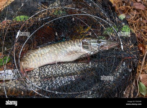 Freshwater Northern Pike Fish Know As Esox Lucius Lying In Landing Net