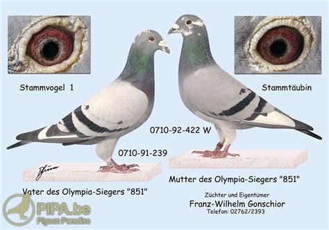 Franz Wilhelm Gonschior Wenden De Beautiful Pigeons With Great