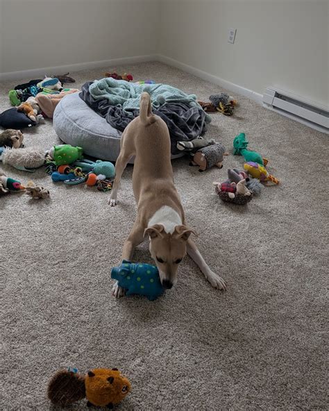 Women's Animal Center sees record-breaking adoption numbers this weekend 7