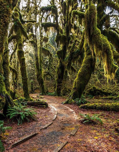 🔥 Hoh Rainforest in the fall : NatureIsFuckingLit