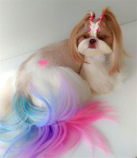 Pin by Jesenia Cruz on Shih tzu grooming | Dog grooming, Dog grooming styles, Dog dye