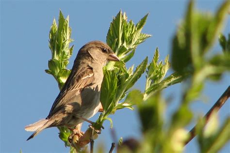 House sparrow Free Photo Download | FreeImages