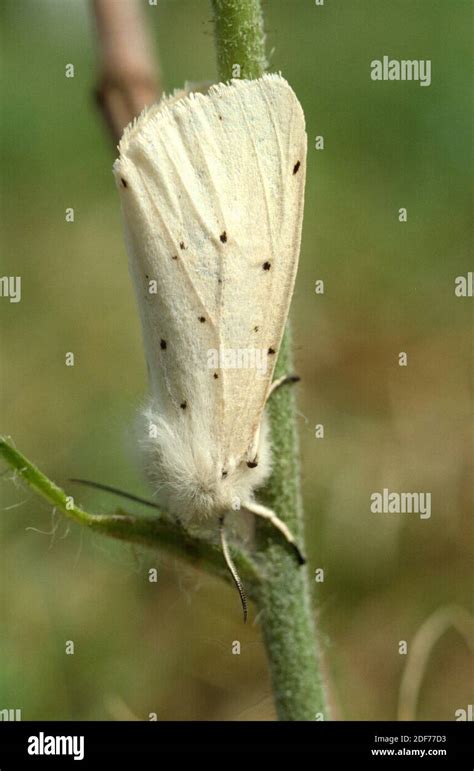 White Ermine Spilosoma Lubricipeda Is A Moth Native To Eurasia Stock