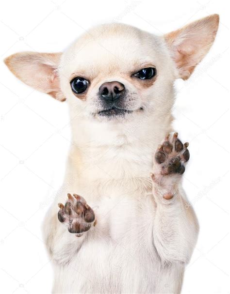 Angry Chihuahua Pictures - Goimages Signs