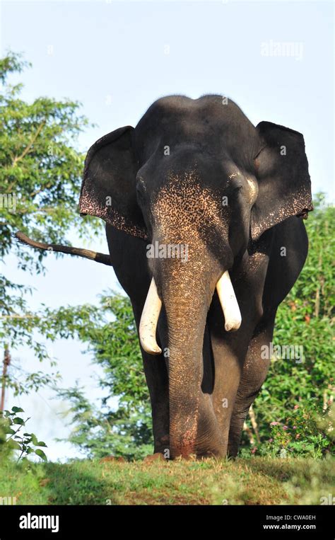 Indian Tusker Elephant Stock Photo, Royalty Free Image: 50007065 - Alamy