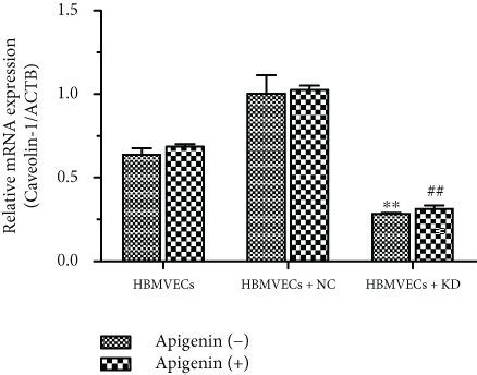 Apigenin Affected Cell Migration And Tube Formation Of Hbmvecs With