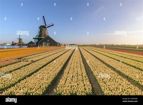 Netherlands Windmill Tulip Hi Res Stock Photography And Images Alamy