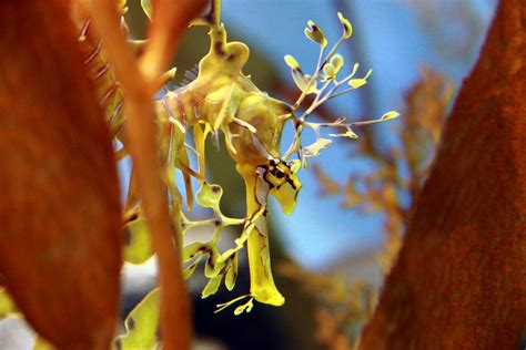 photo Leafy Sea Dragon, Habitat Destruction, Underwater Fish, Monterey ...