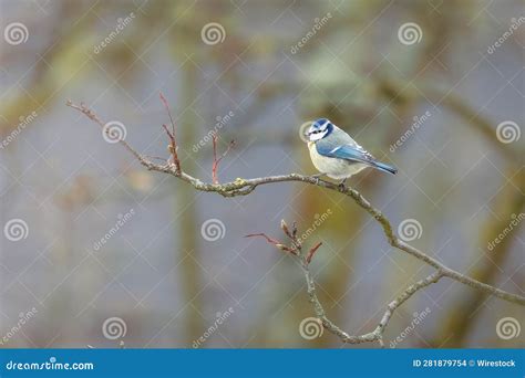 Blue Tit Cyanistes Caeruleus Perched On A Tree Branch Stock Photo