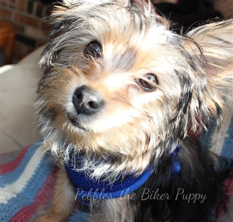 Morkie | GreatDogSite