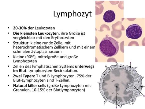 Blut Und Blutzellen Histologie Der Gef E Ppt Herunterladen