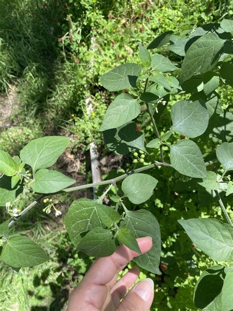 Central Texas Full Sun Plant Rplantidentification