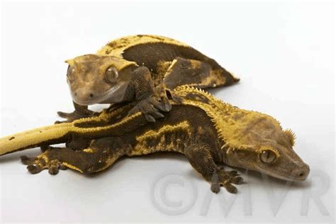 Crested Gecko Morphs List: Colors & Species (Pictures)