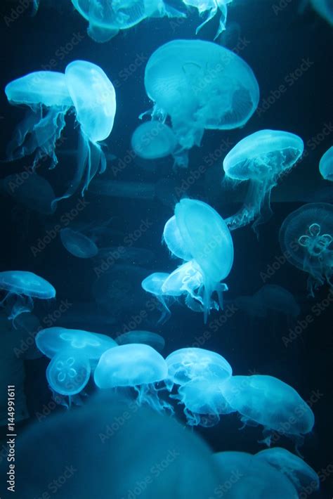 Jellyfish Bioluminescence Sea Ocean Background Copy Space Organism