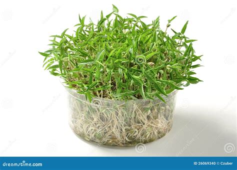 Mung Bean Sprouts Stock Photo - Image: 26069340