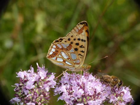 Kleiner Perlmuttfalter Kleiner Perlmutterfalter Issoria L Flickr