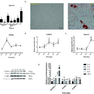 Detection Of Adipogenic Marker Gene Expression At Mrna Level After