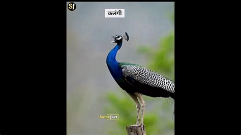 दुनिया का सबसे सुंदर पक्षी 🔥🤔 Amazing Facts About Peacock Shorts