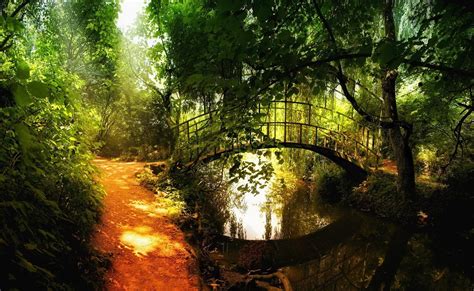 Landschap Met Brug Over Water In Bos