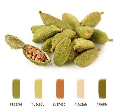 Cardamom Color Palette Food Colors Palette Cardamom Color Chip