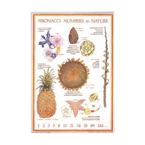 Scied Fibonacci Numbers In Nature Poster Industrial